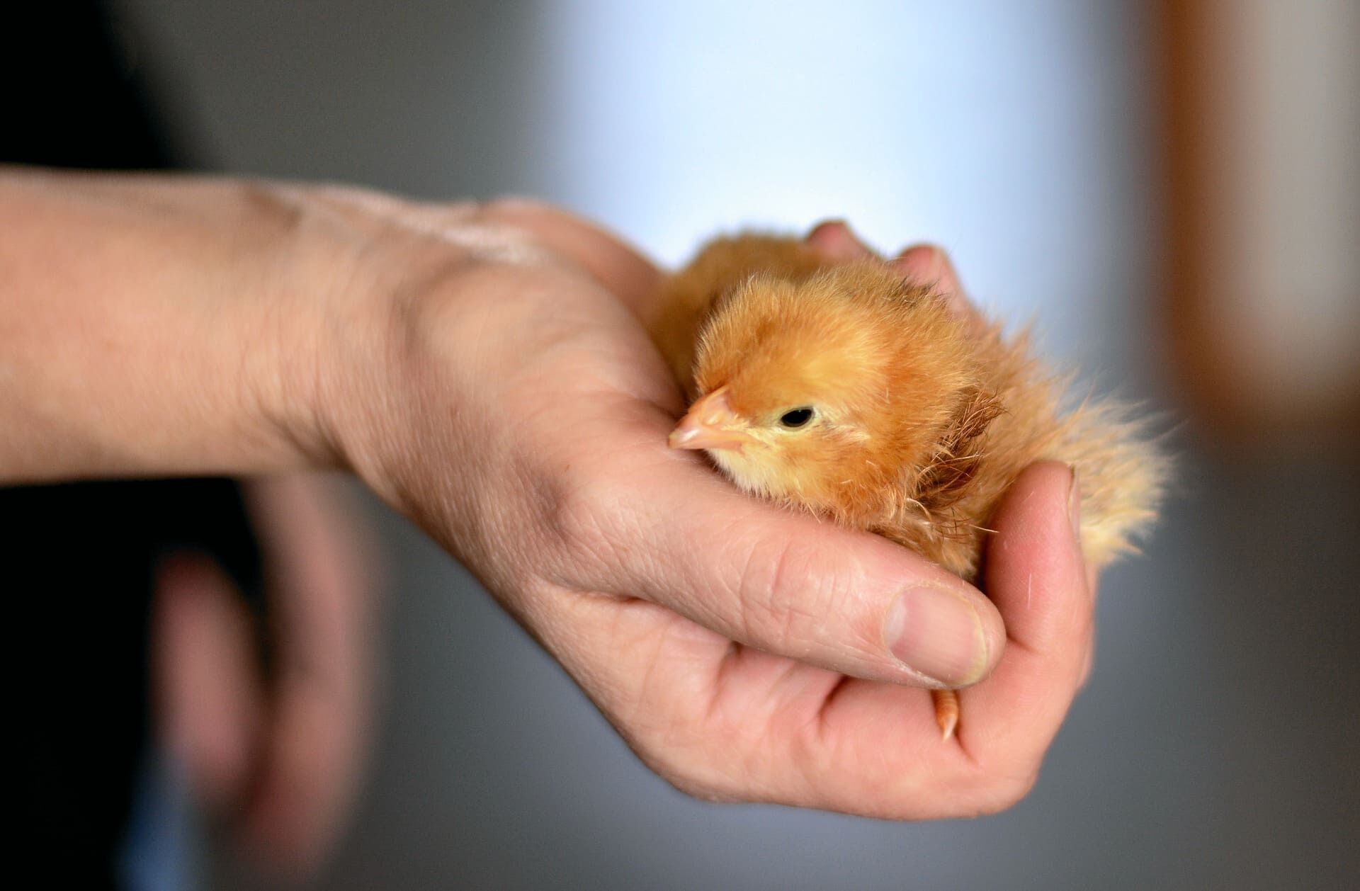 chick-gd2749ab70_1920