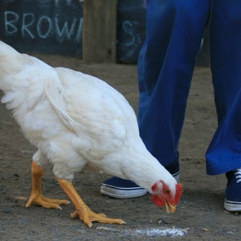 chicken-gd1d1a516a_1920 (1)